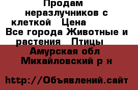 Продам 2 неразлучников с клеткой › Цена ­ 2 500 - Все города Животные и растения » Птицы   . Амурская обл.,Михайловский р-н